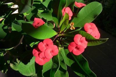 Œuvre de Ondine: L'épine du Christ