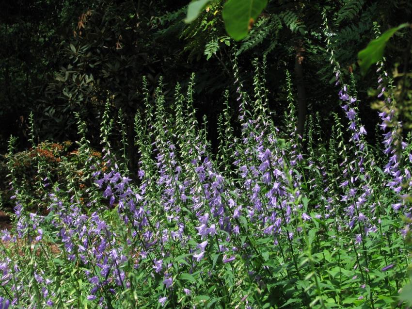 Au-dessous des arbres