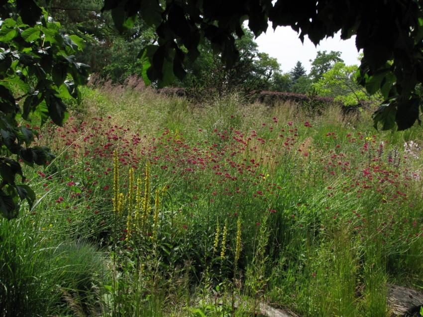 Fenêtre sur des herbes splendides