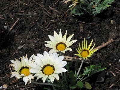 Résultat de recherche: Comme des petits soleils