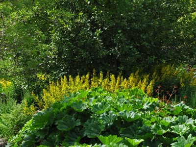 Résultat de recherche: Le dos d'un dinosaure