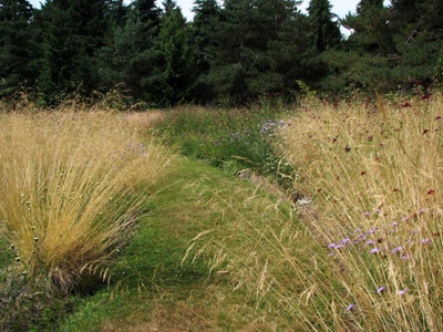Champs, herbes, fleurs et formres