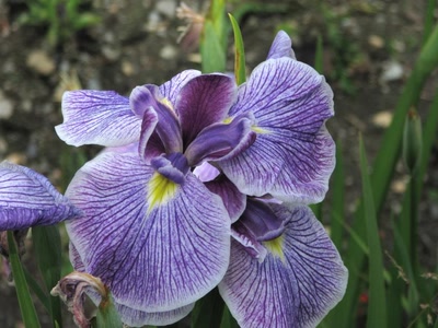 Résultat de recherche: Iris de jardin