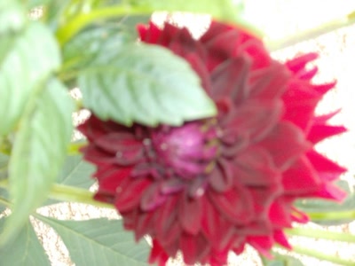 Œuvre de Magritte2: essai de photo de fleur