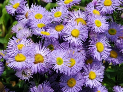 Œuvre de Alle: Belles mauves