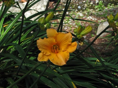 Résultat de recherche: Lys orange