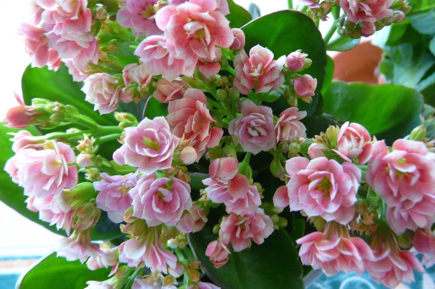 Kalenchoé à fleurs doubles