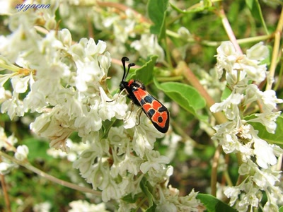 Résultat de recherche: Zygaéne sur des renouées