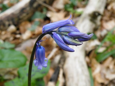 Œuvre de inano: fleur