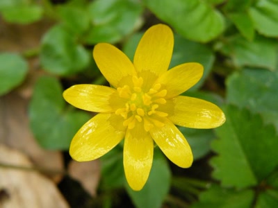 Œuvre de inano: fleur