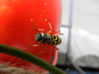 Résultat de recherche: insecte