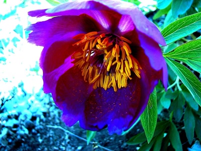 Résultat de recherche: Ceur de pivoine .