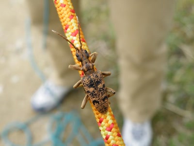 Résultat de recherche: insecte