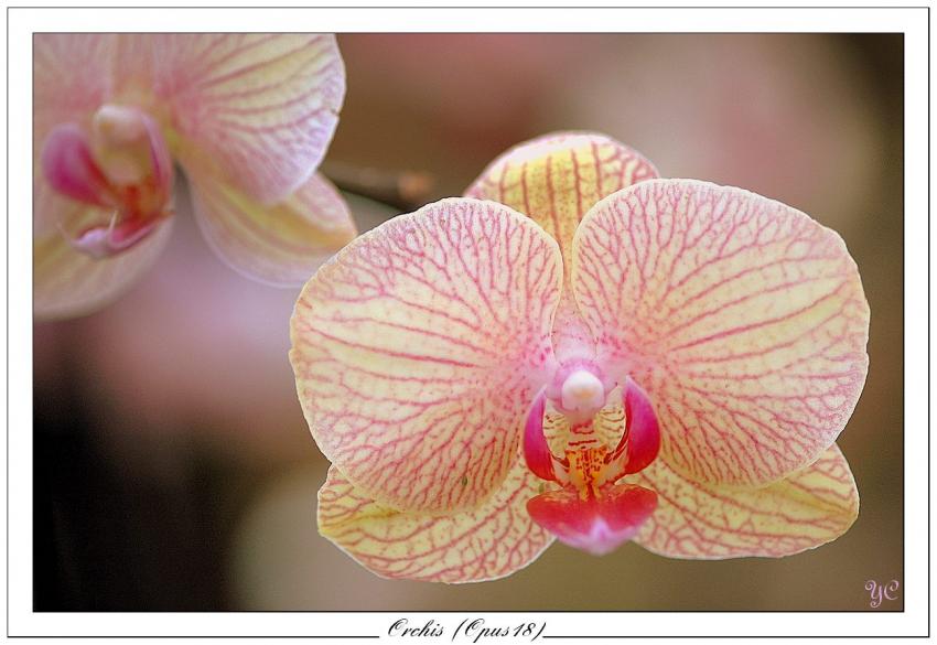 Orchis (opus18)