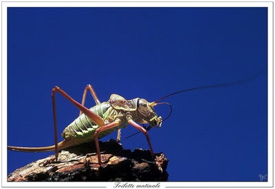 Résultat de recherche: Toilette matinale