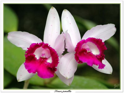 Résultat de recherche: Soeurs jumelles