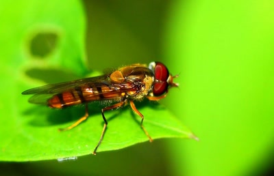 Résultat de recherche: Insecte ???