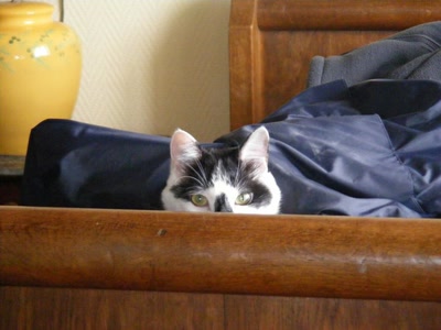 Résultat de recherche: coucou