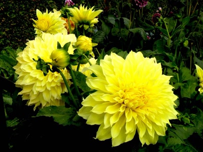 Œuvre de ciska 2: dahlias jaunes (big size)
