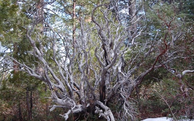 Résultat de recherche: Bois mort