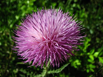 Résultat de recherche: Chardon noircissant