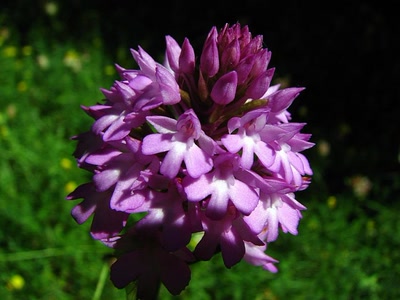 Œuvre de louloup: Orchis Pyramidal