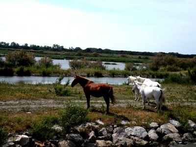 Œuvre de ciska 2: chevaux dans la campagne camarguaise
