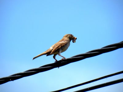 Œuvre de ciska 2: moineau avec chenille