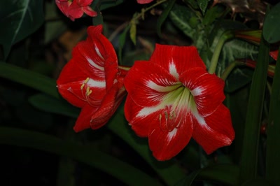 Œuvre de toe: pleine floraison