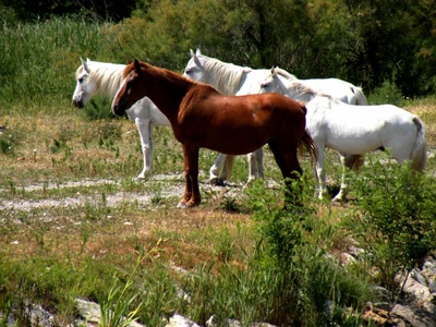 Œuvre de ciska 2: Chevaux de Camargue