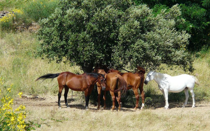 Chevaux en pleine chaleur...
