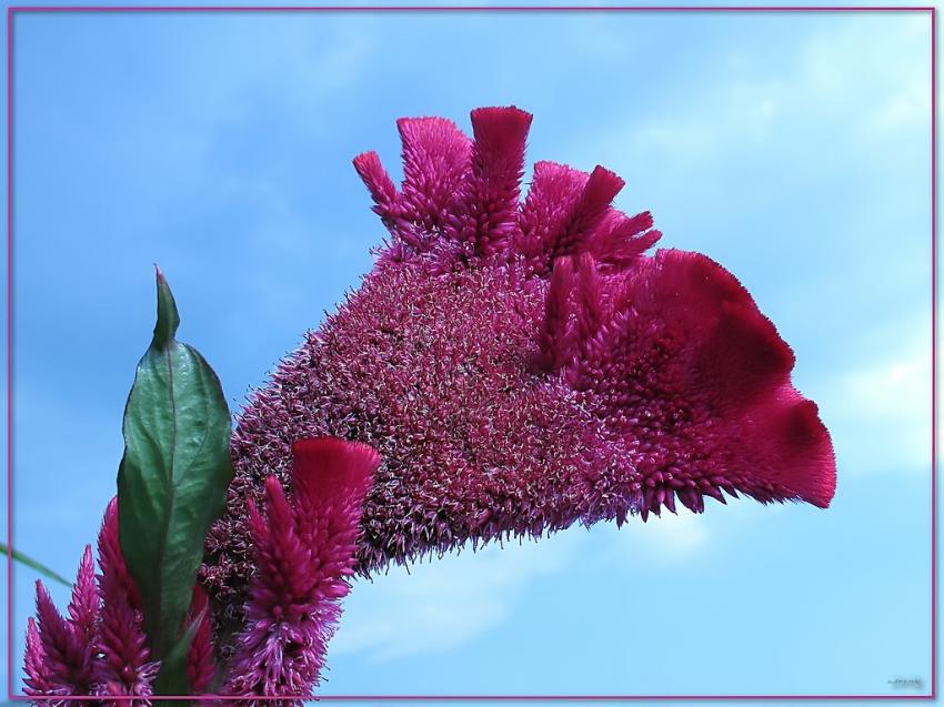 Fleur Celosie Crête De Coq