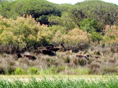 Manade de taureaux camarguais