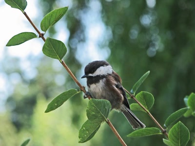 Œuvre de Alle: Mésange