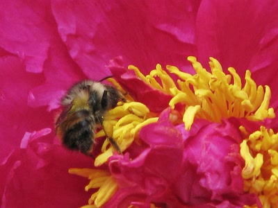 Résultat de recherche: Abeille sur pivoine