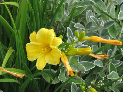 Résultat de recherche: Lyss jaune