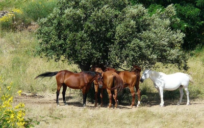 Résultat de recherche: Chevaux en pleine chaleur...