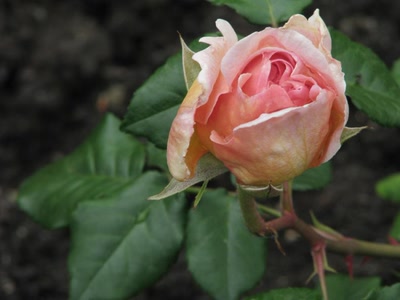 Résultat de recherche: Rose