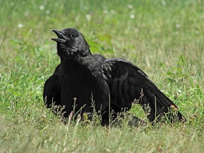 Œuvre de Alle: Corbeau