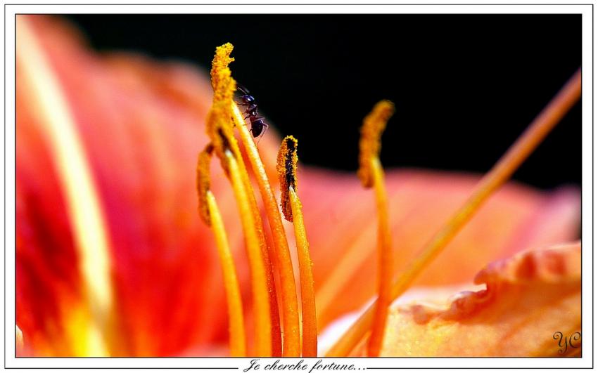 "Je cherche fortune..."