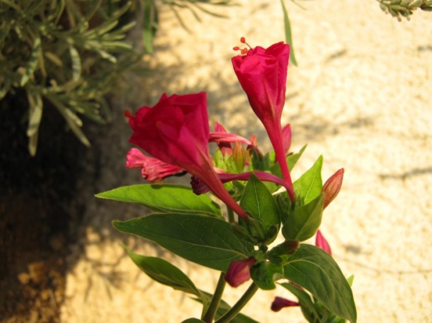 une fleur rose allongée