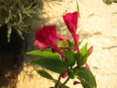 Résultat de recherche: une fleur rose allongée