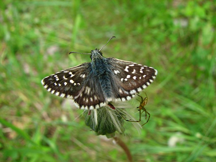 L'hespérie de la mauve