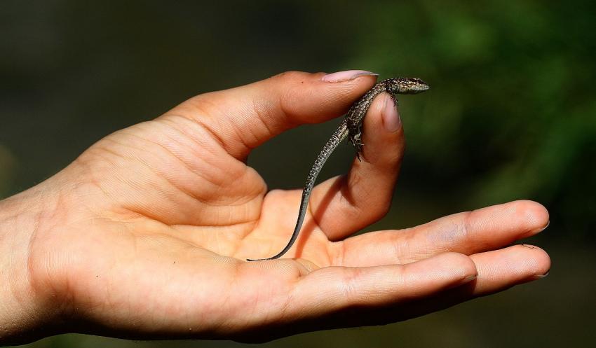 Le petit lézard dans la petite main du petit garço