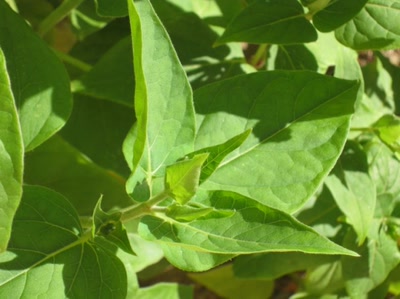 Résultat de recherche: feuilles vertes