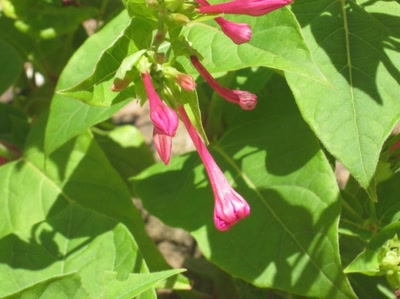 Résultat de recherche: fleur rose