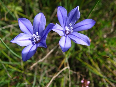 Résultat de recherche: Aphyllande de Montpellier