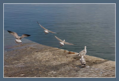 Résultat de recherche: Goelands argentés.