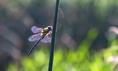 Œuvre de rami68: Anax sur la tige