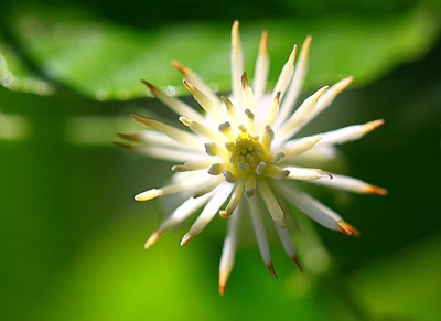 Résultat de recherche: Macro fleur 3